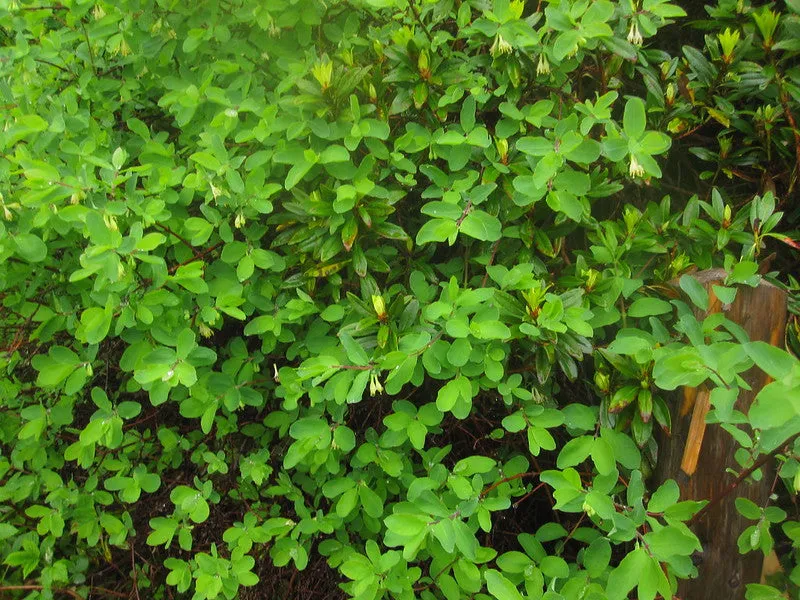 Blue Honeysuckle  750 Seeds  1 Gram  Honeyberry  Lonicera caerulea