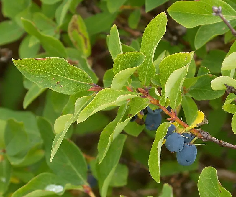 Blue Honeysuckle  750 Seeds  1 Gram  Honeyberry  Lonicera caerulea