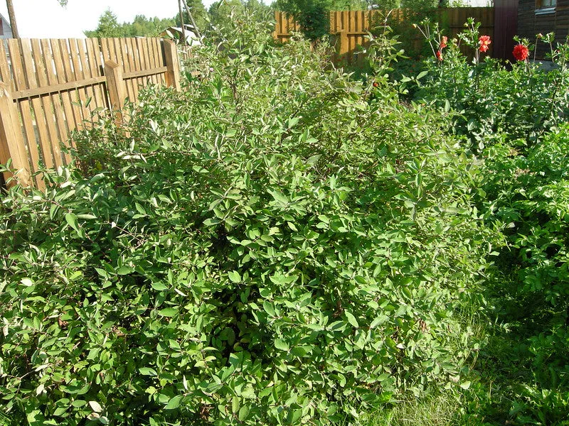 Blue Honeysuckle  750 Seeds  1 Gram  Honeyberry  Lonicera caerulea